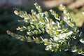 Close-up of Eucalyptus Moon Lagoon plant with rounded silver-green leaves outdoors