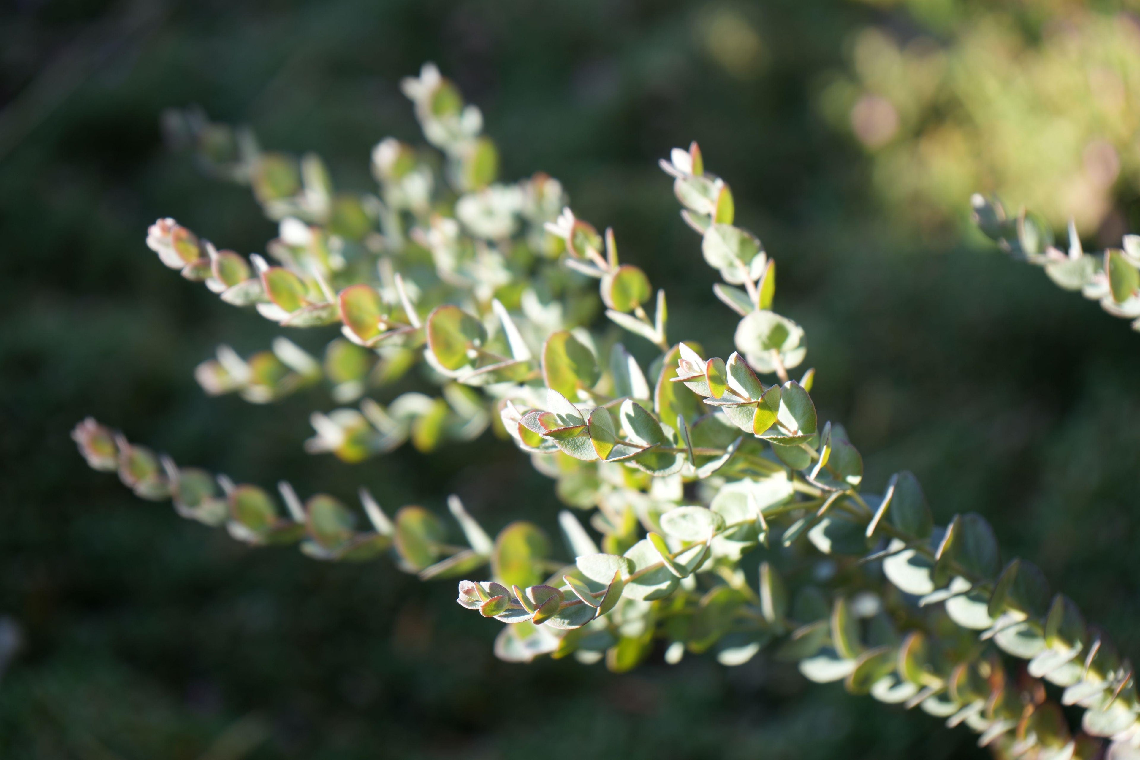 Close-up of Eucalyptus Moon Lagoon plant with narrow blue-green leaves outdoors