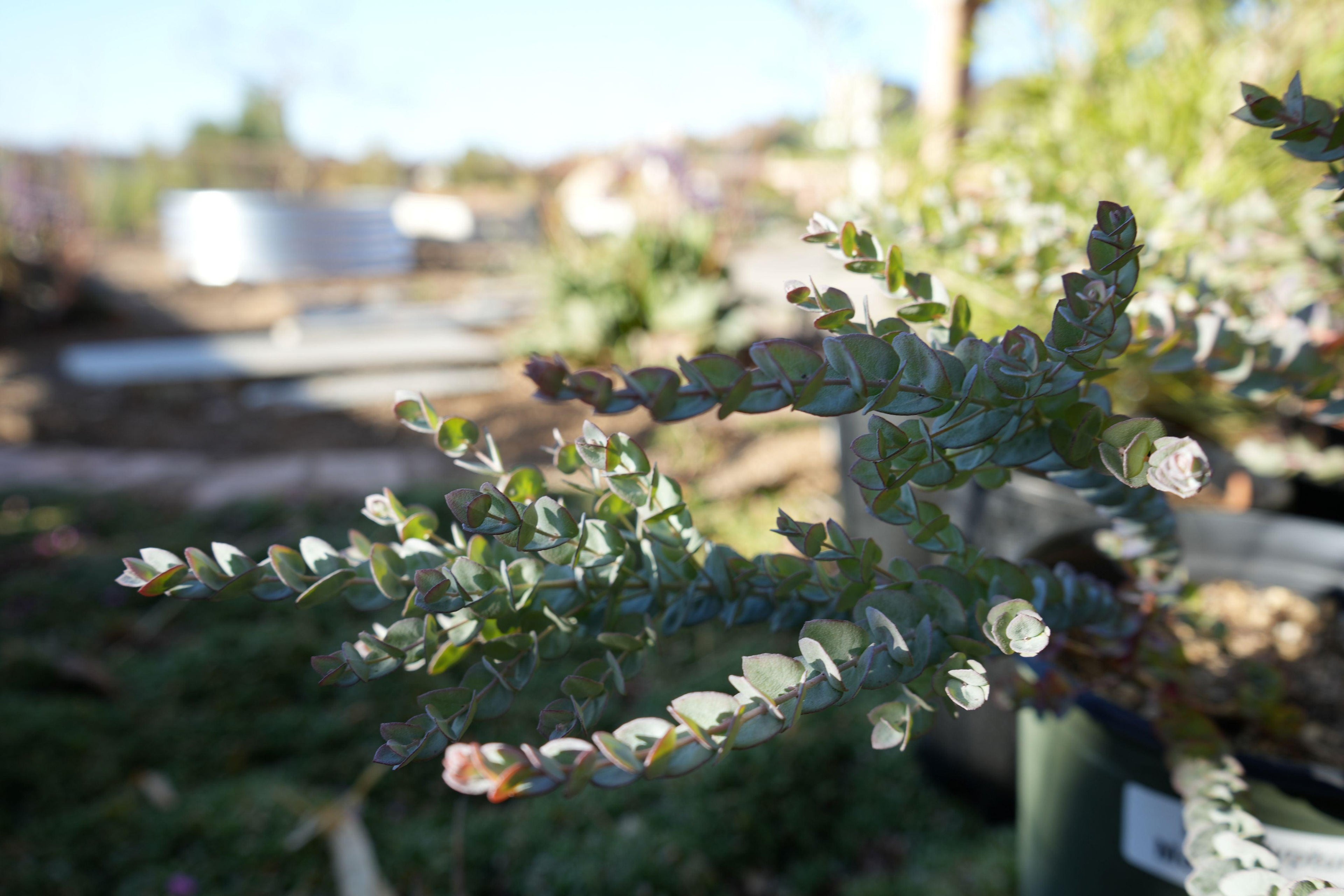 Eucalyptus Moon Lagoon plant with blue-green, spiraled leaves in a garden setting