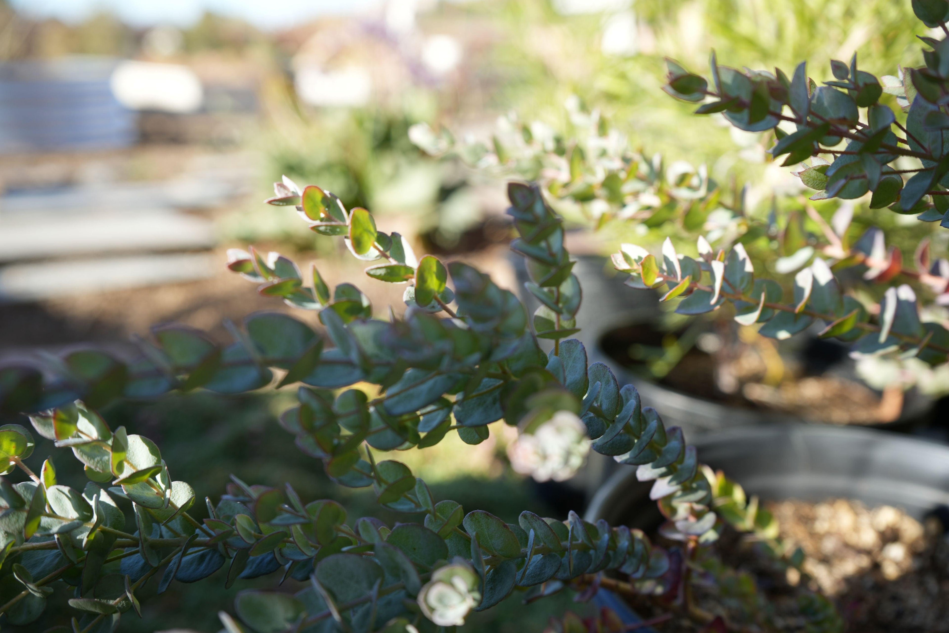 Eucalyptus Moon Lagoon plant with silver-blue foliage in a nursery pot outdoors