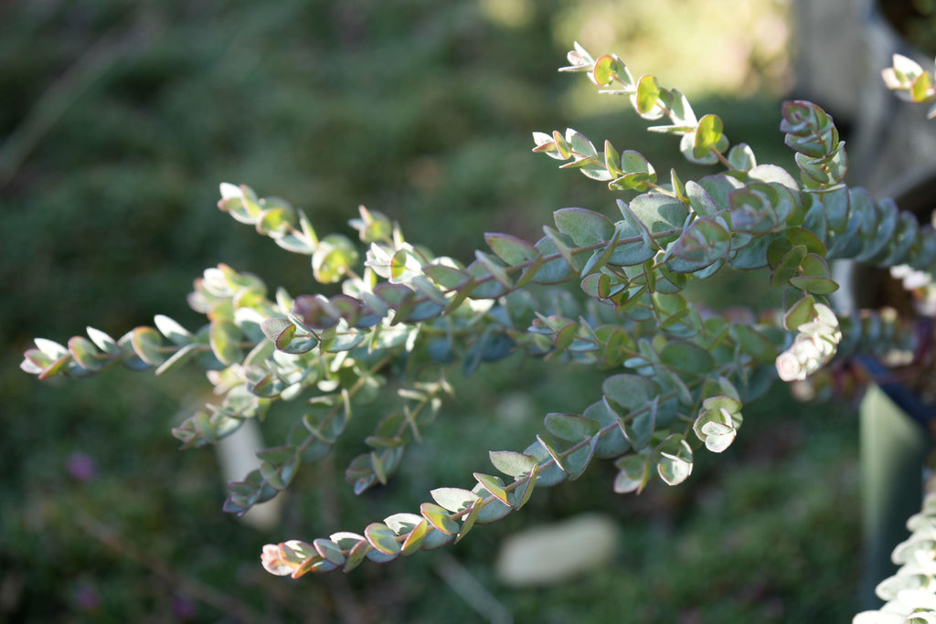 Close-up of Eucalyptus Moon Lagoon plant with rounded blue-green leaves outdoors