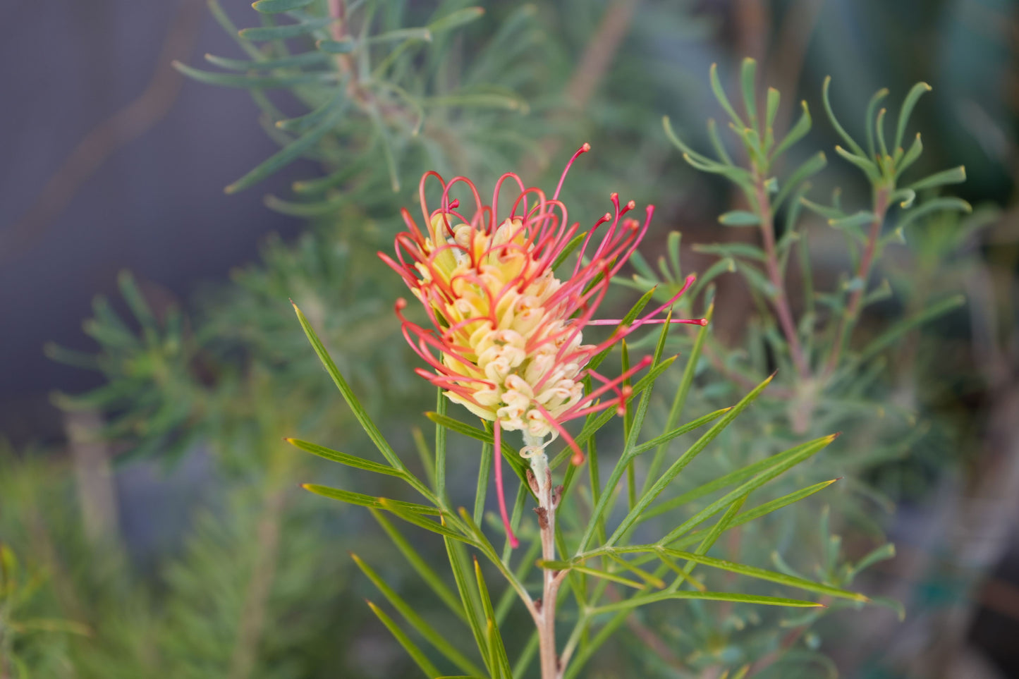 Bonte Farm Grevillea Kings Rainbow