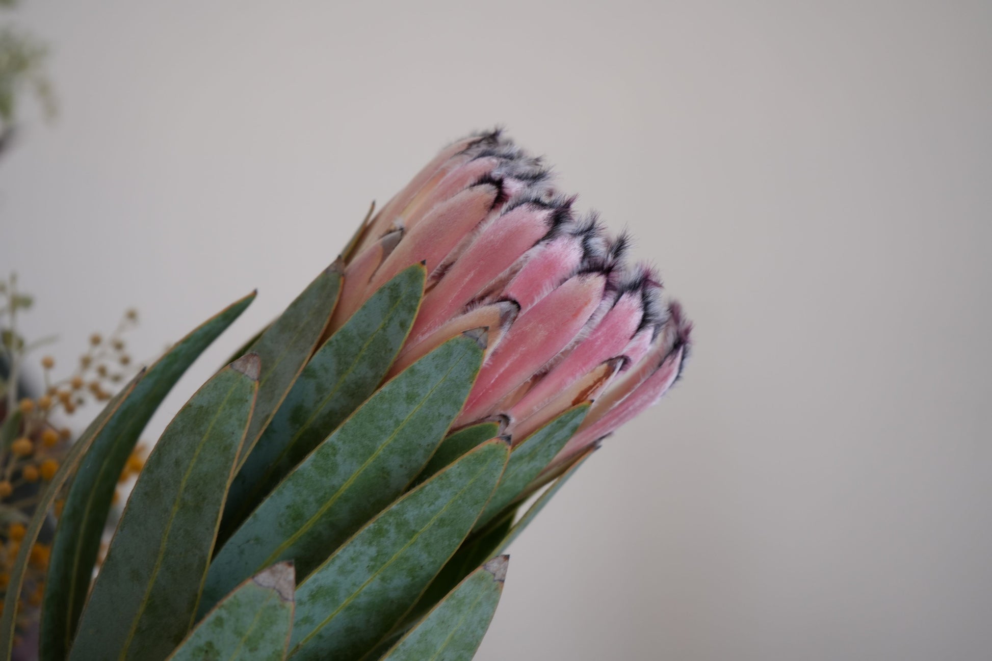 Bonte Farm Protea Pink Mink