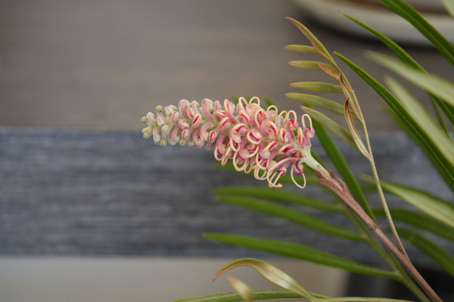 Bonte Farm Grevillea Misty Mint