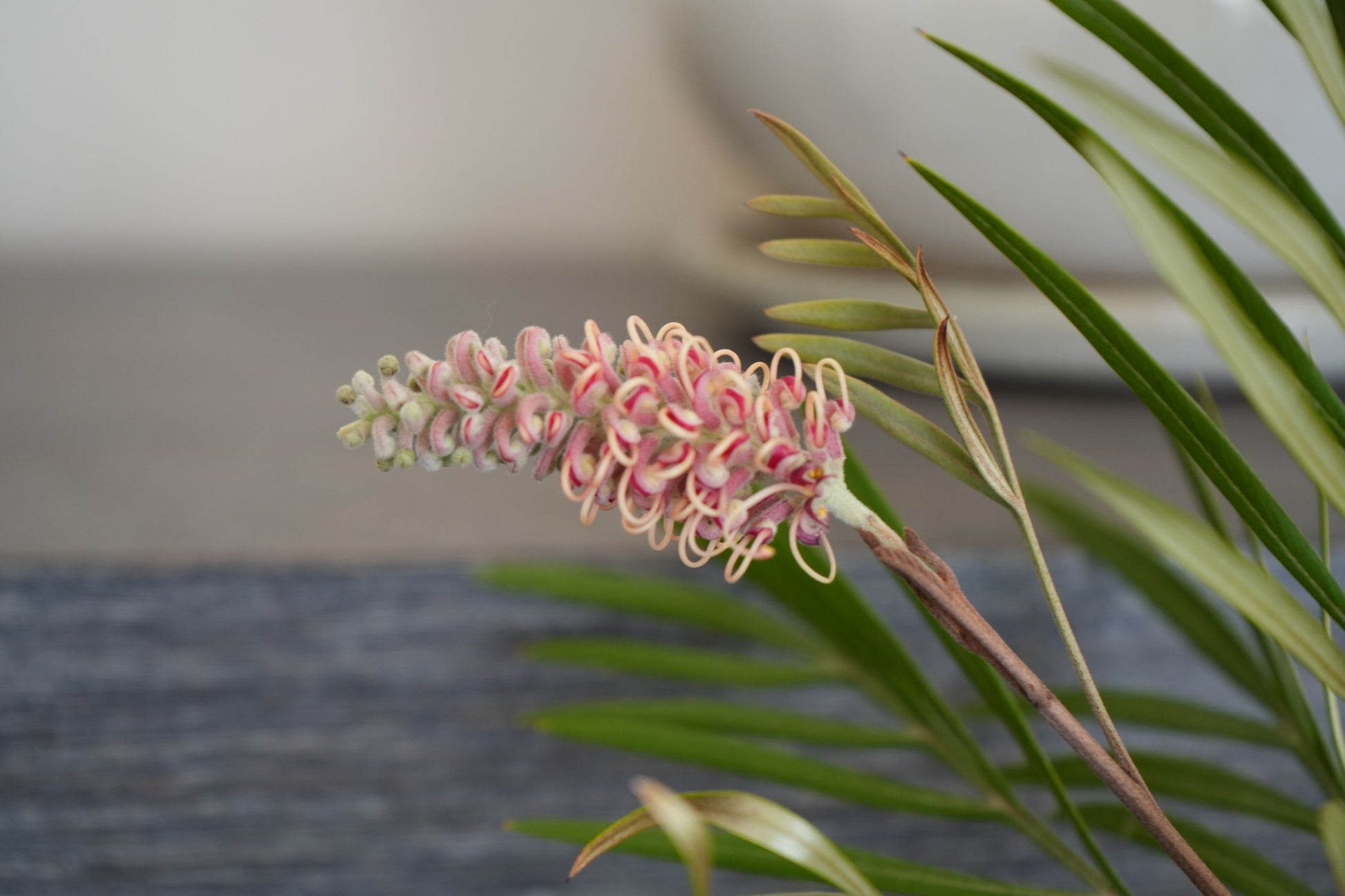 Bonte Farm Grevillea Misty Mint