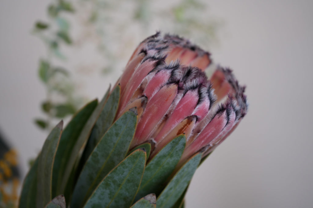 Close-up of a pink mink protea flower with green leaves and fuzzy petal edges
