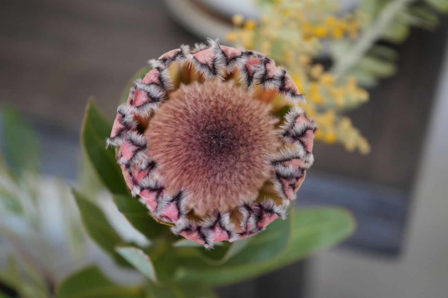 Bonte Farm Protea Pink Mink