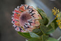 Pink Mink Protea flower close-up with fuzzy petals and green leaves