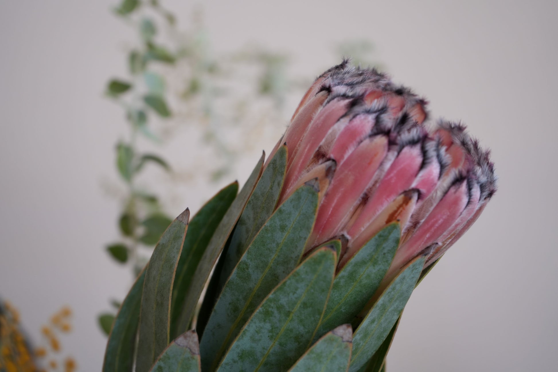 Bonte Farm Protea Pink Mink