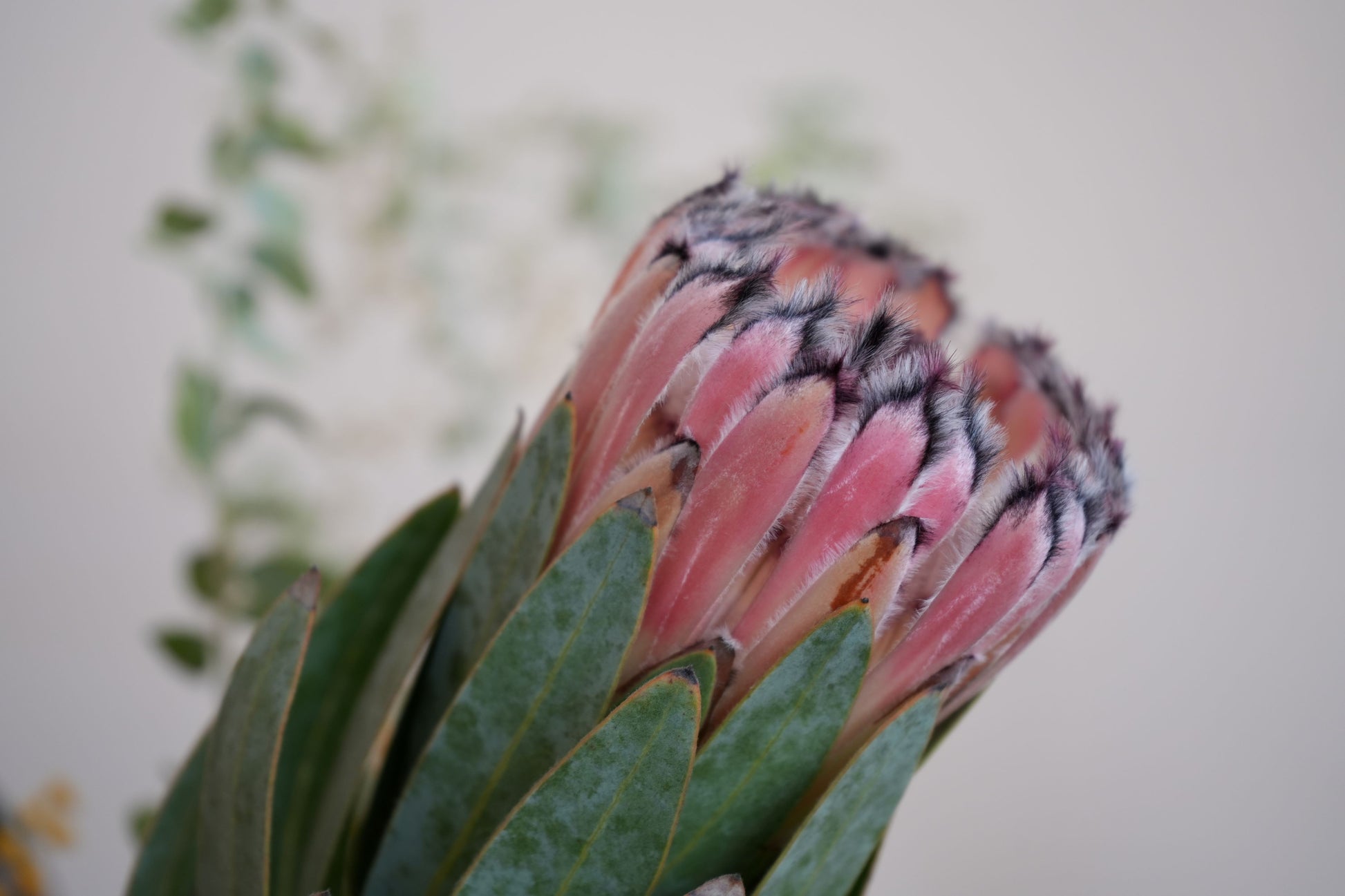 Bonte Farm Protea Pink Mink