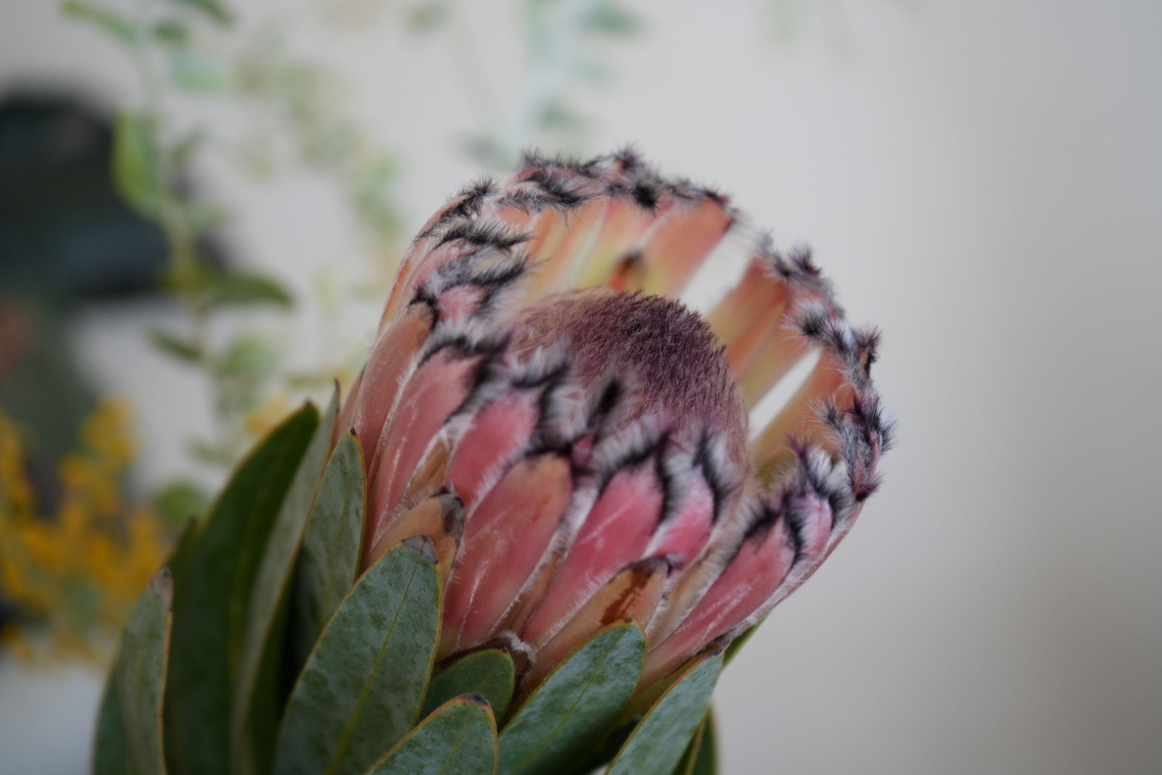 Close-up of pink mink protea flower with fuzzy petals and green leaves