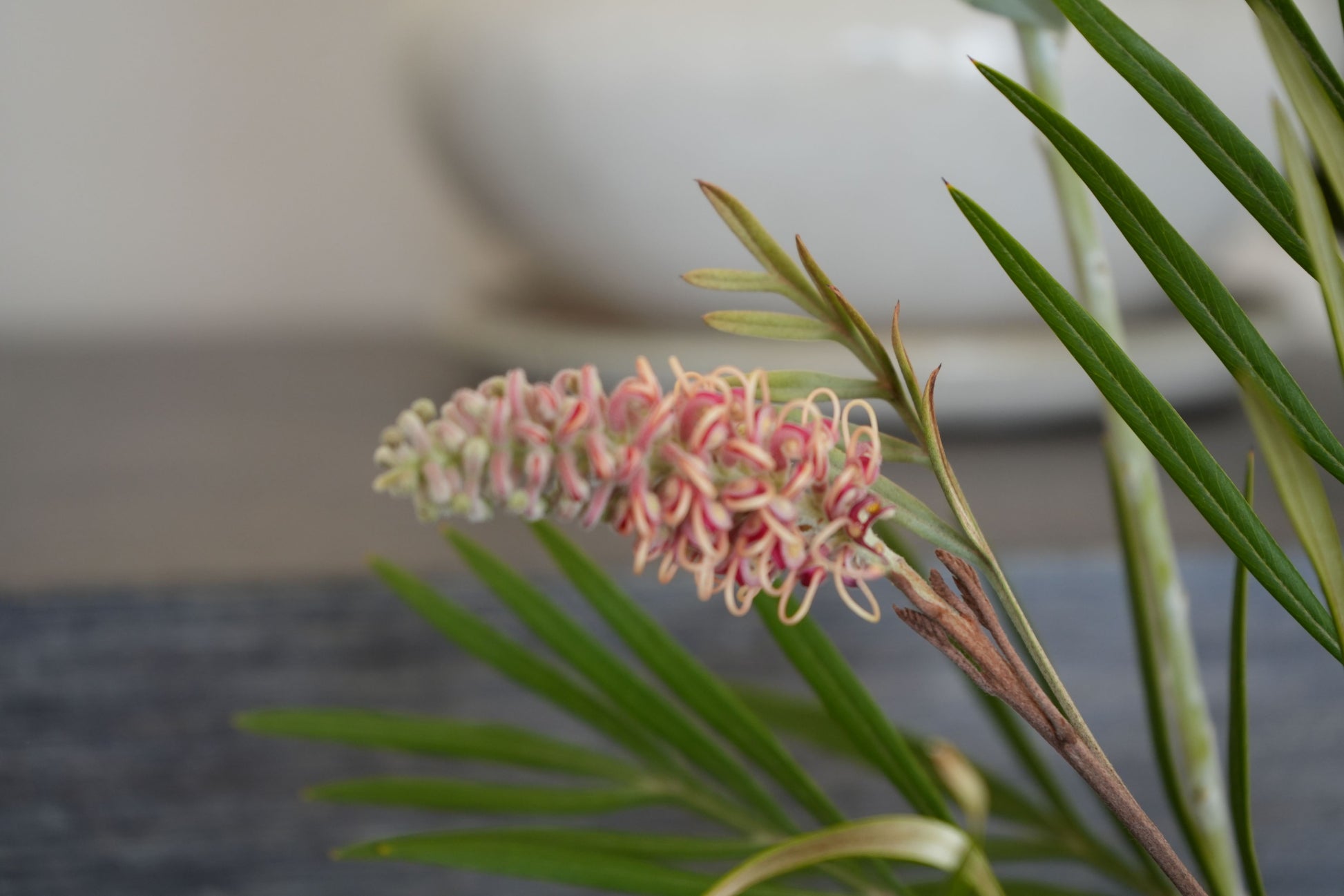 Bonte Farm Grevillea Misty Mint