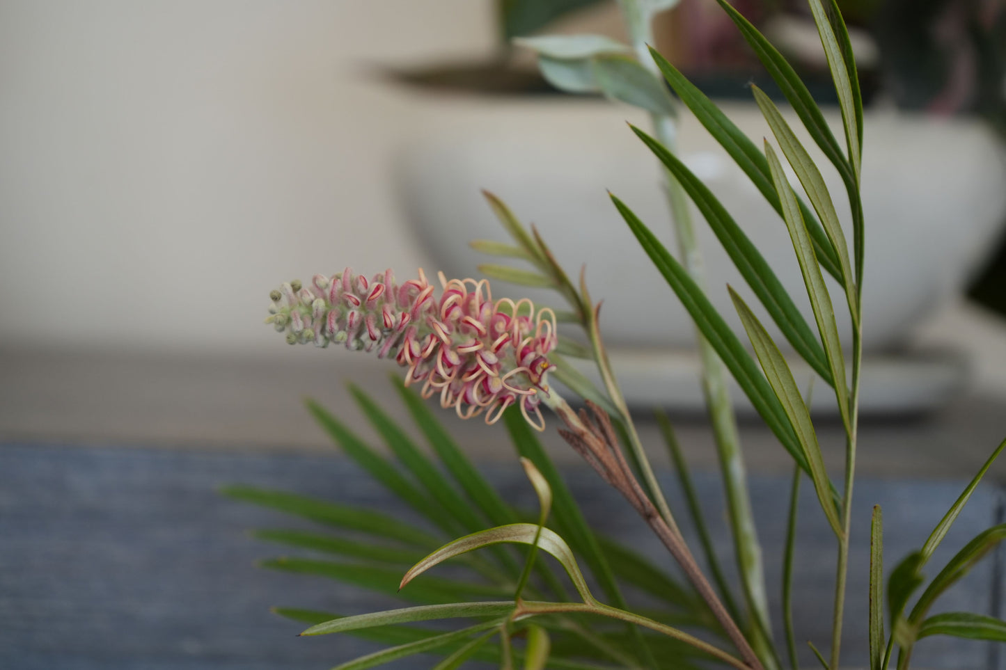 Bonte Farm Grevillea Misty Mint