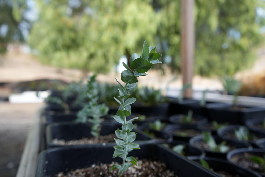 Young Eucalyptus albida plant in nursery pot with green leaves outdoors