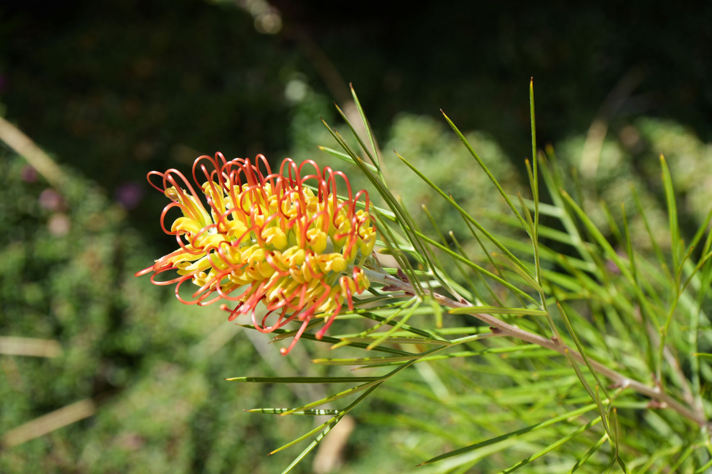 Bonte Grevillea Kings Rainbow