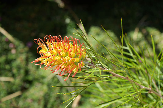 Grevillea 'Kings Rainbow': A Burst of Color, Hardy Beauty