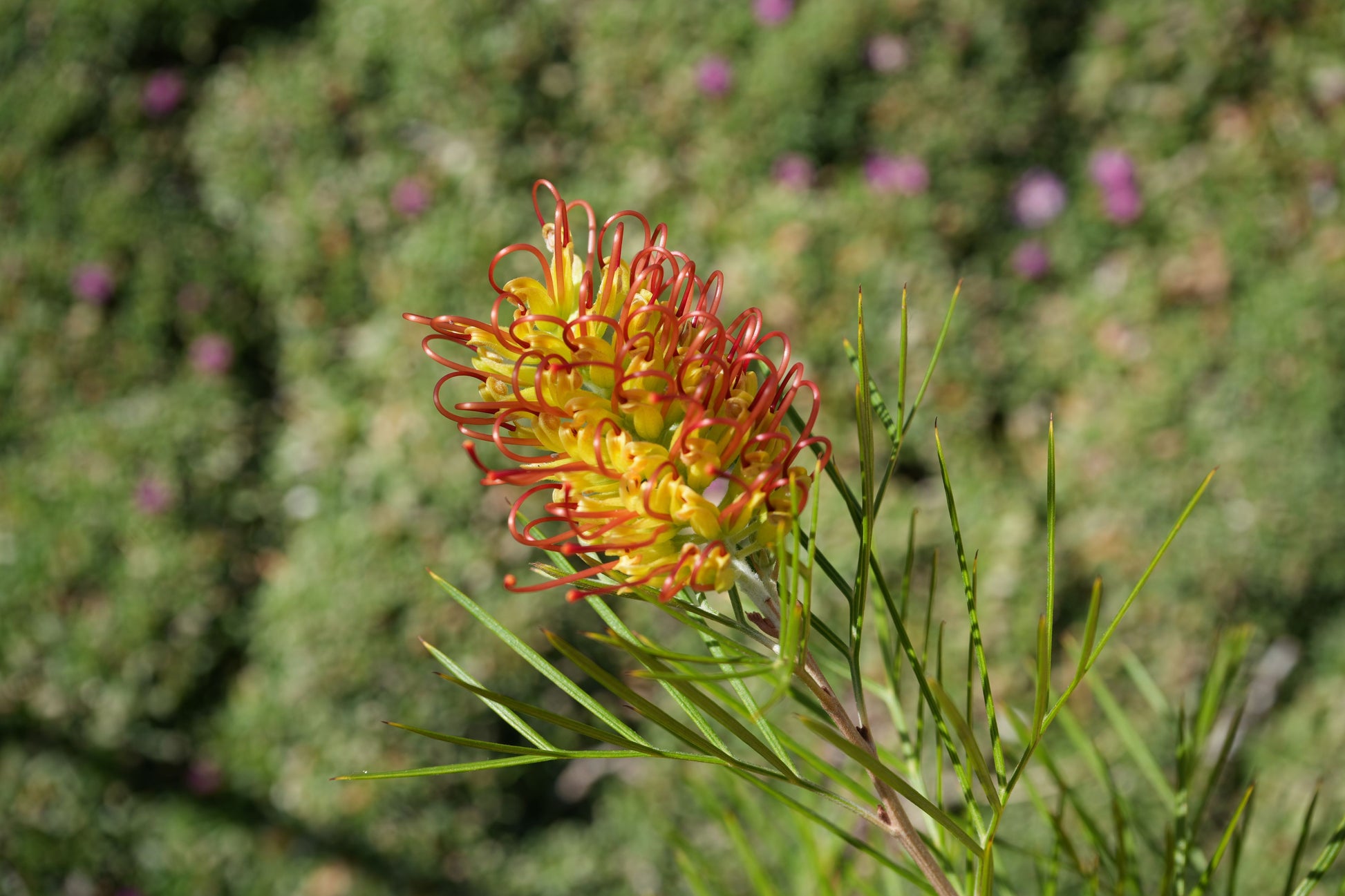 Bonte Farm Grevillea Kings Rainbow