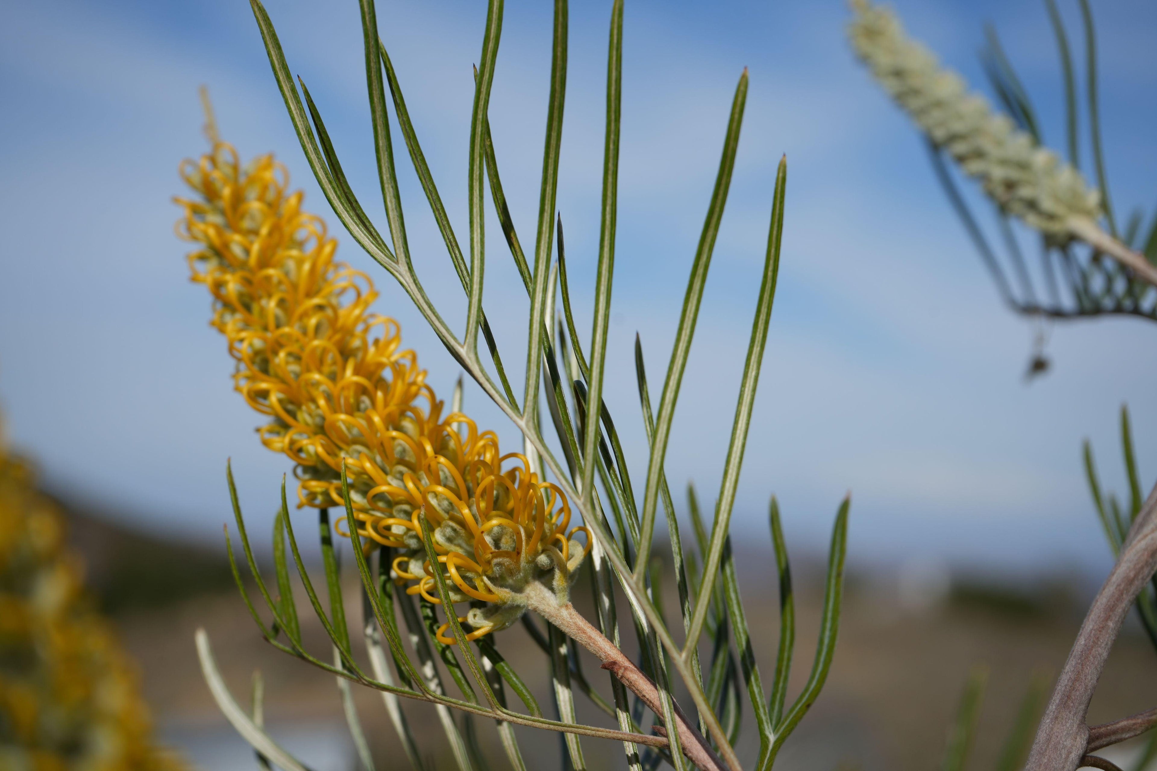 Grevillea Sandra Gordon yellow flower spike and slender green leaves outdoors against blue sky