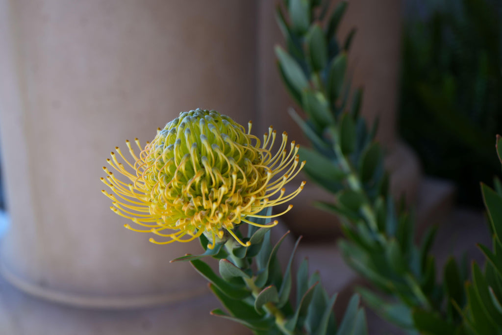 Leucospermum Goldie yellow pincushion protea flower with green foliage