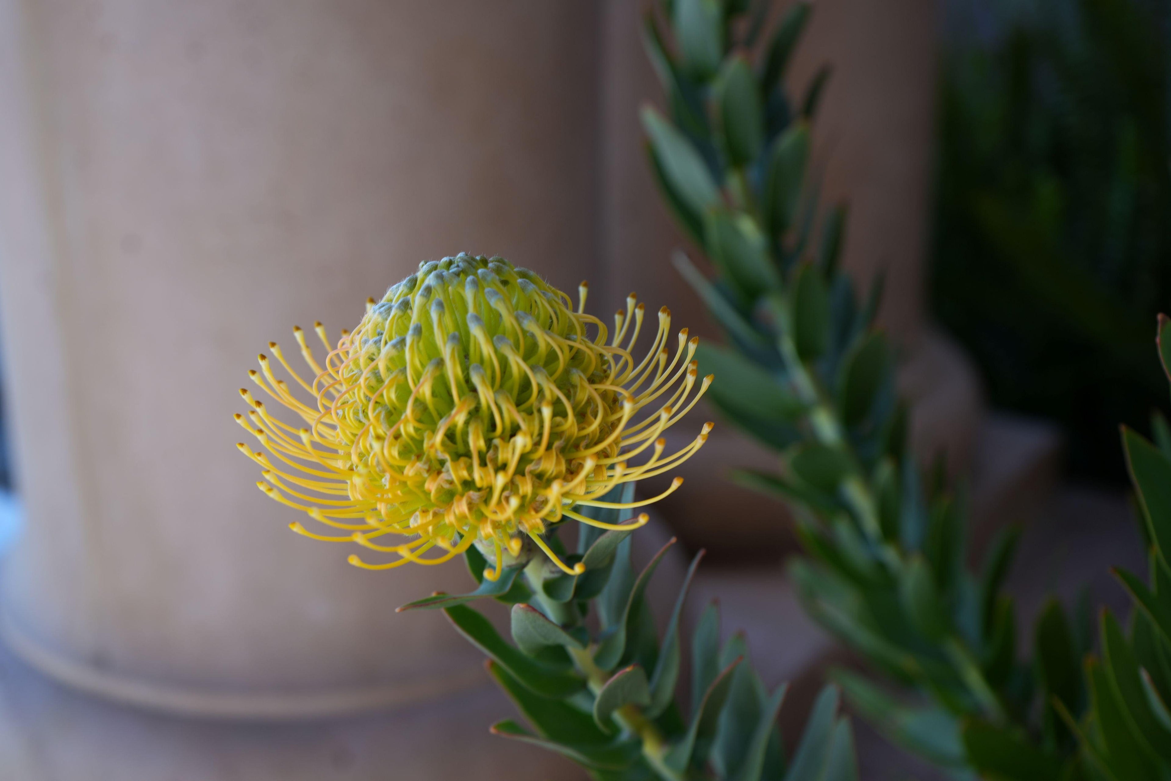 Leucospermum Goldie yellow pincushion protea flower with green foliage