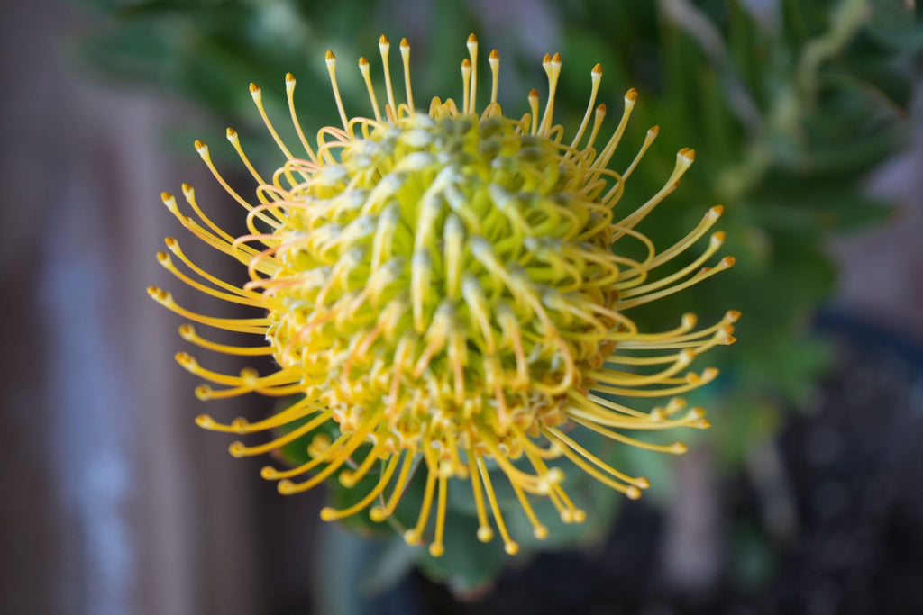 Close-up of yellow Leucospermum goldie pincushion protea flower in bloom