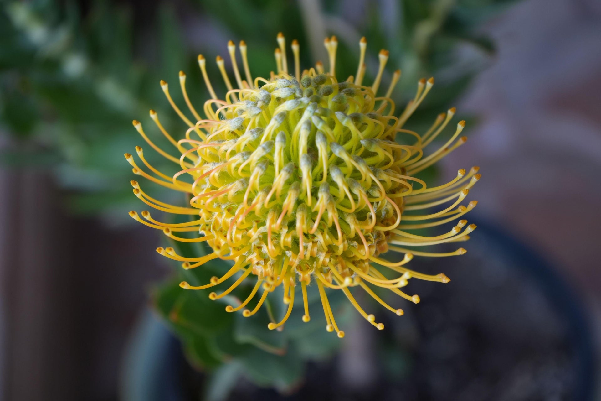 Leucospermum 'goldie': A Goden Gem, A Sunlit Star Pincushion – Bonte Farm