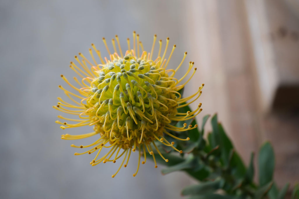 Leucospermum goldie pincushion protea with yellow spiky petals and green leaves