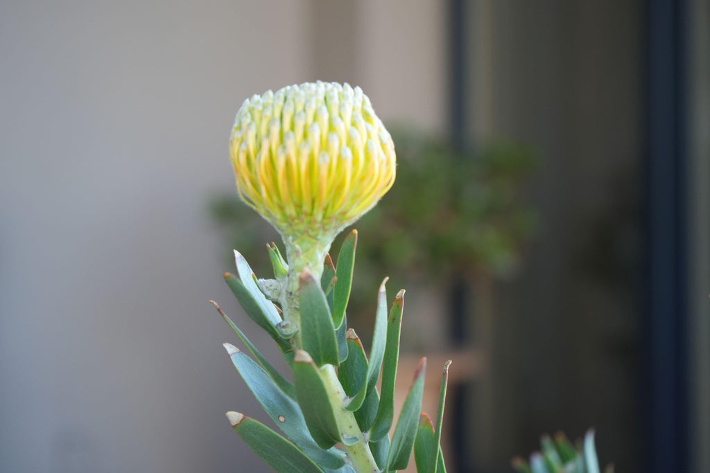 Leucospermum goldie pincushion protea bud with green leaves against a blurred background