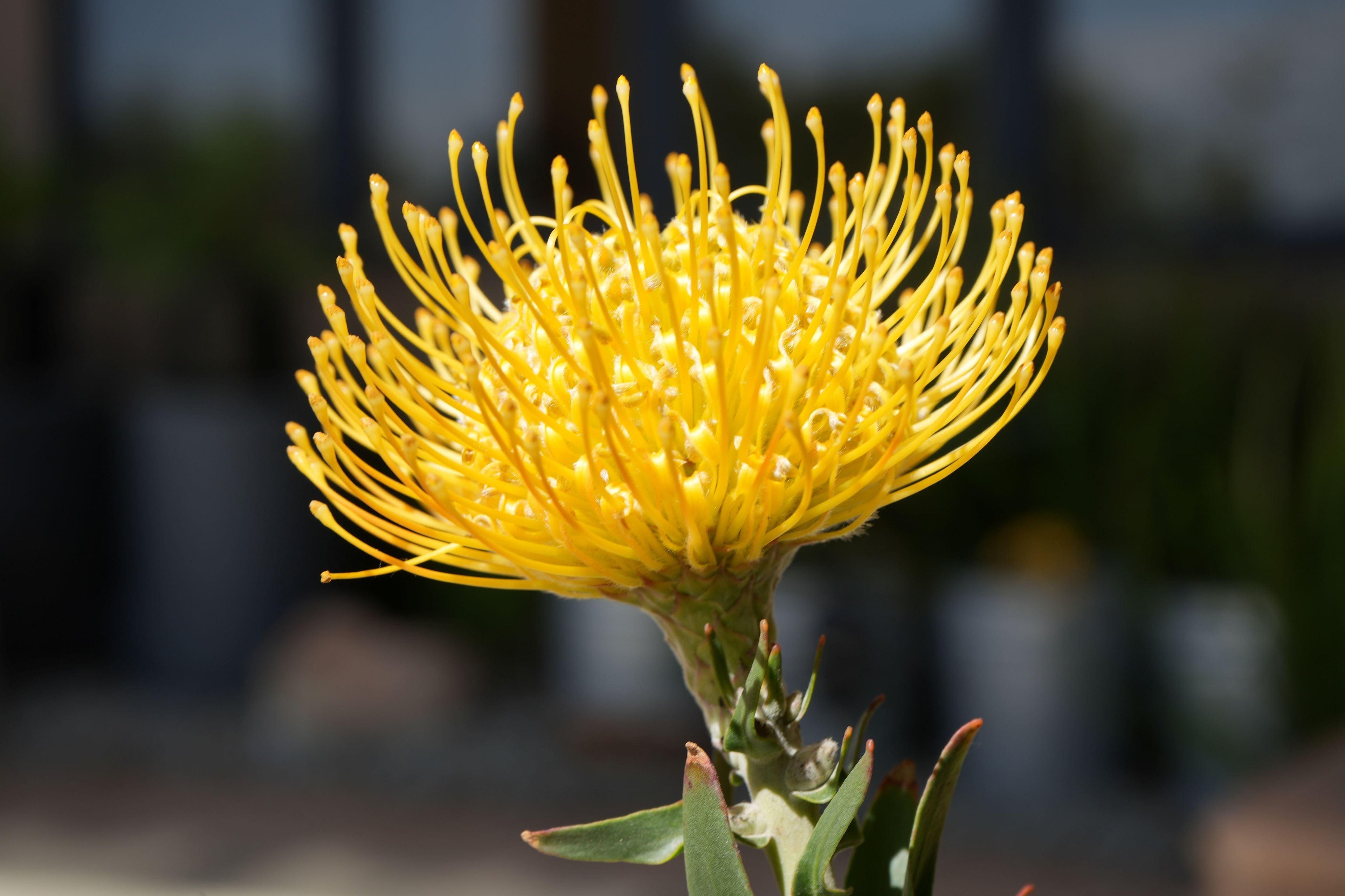Close-up of yellow Leucospermum flower, pincushion protea, with green foliage