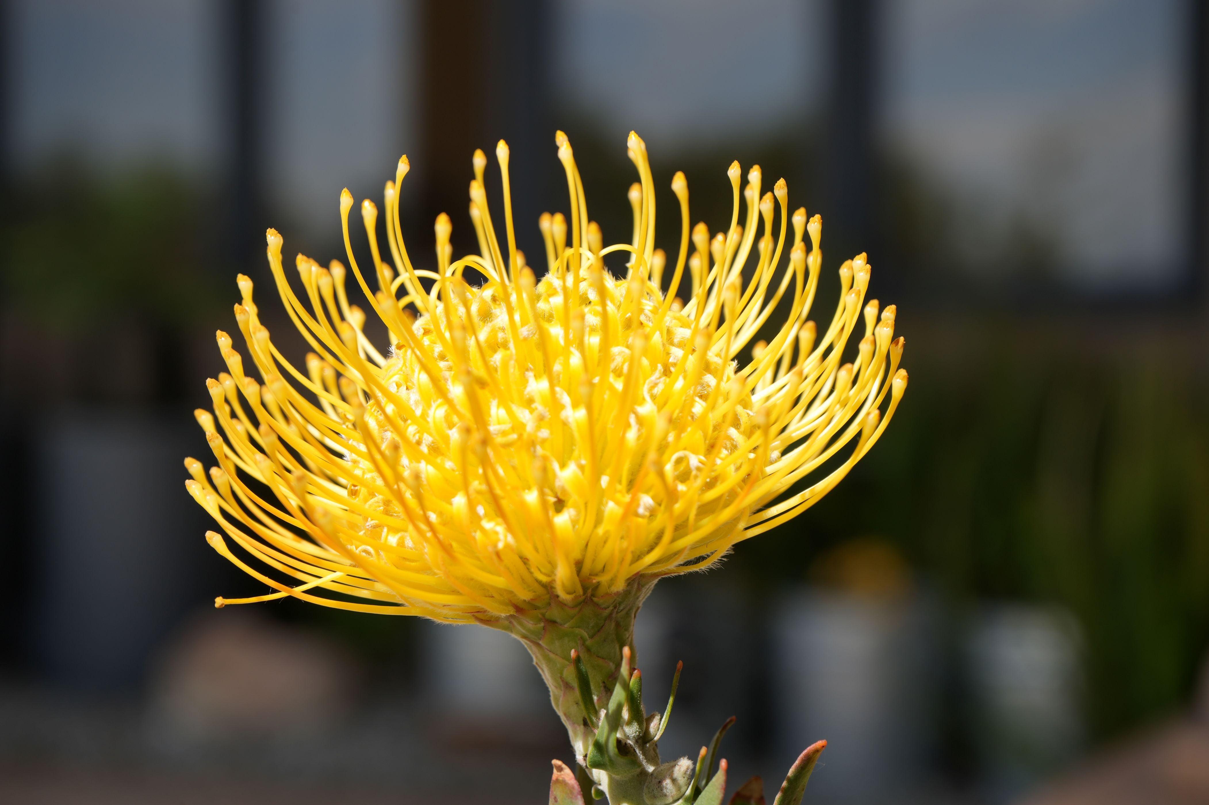 Leucospermum 'goldie': A Goden Gem, A Sunlit Star Pincushion – Bonte Farm