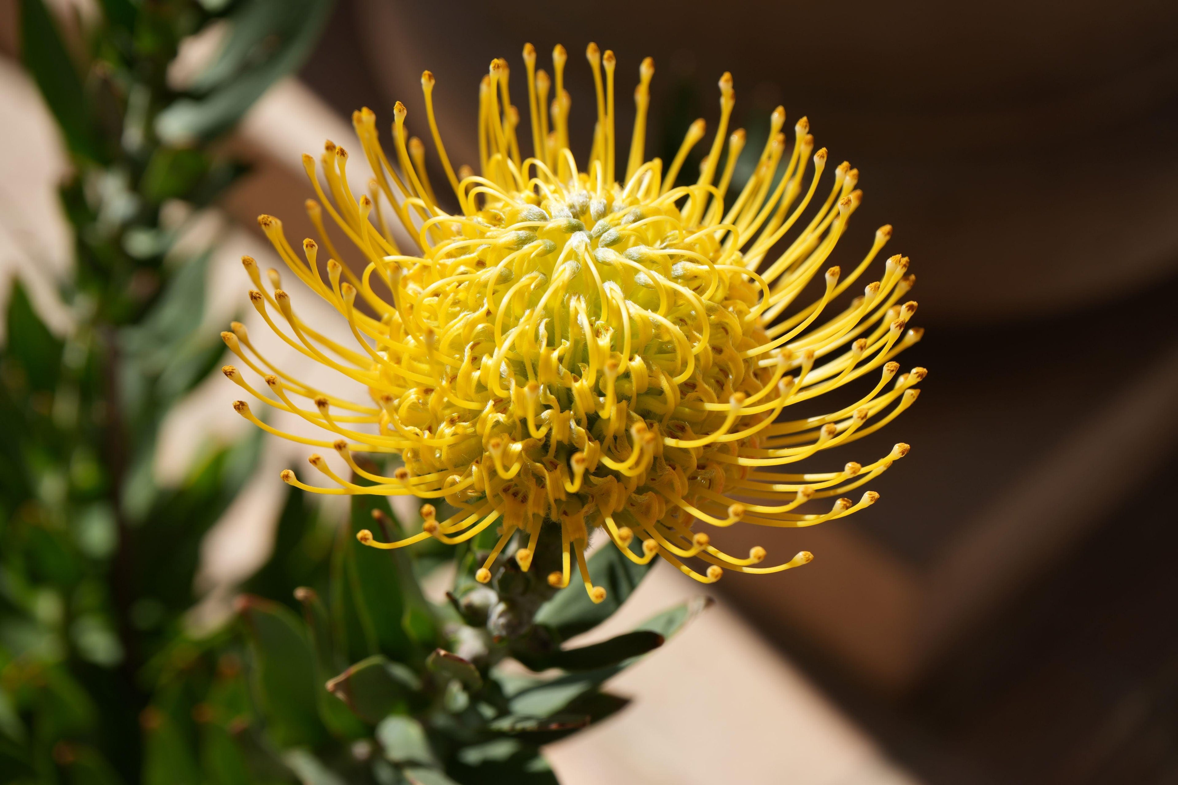 Close-up of yellow Leucospermum Goldie protea flower with green foliage