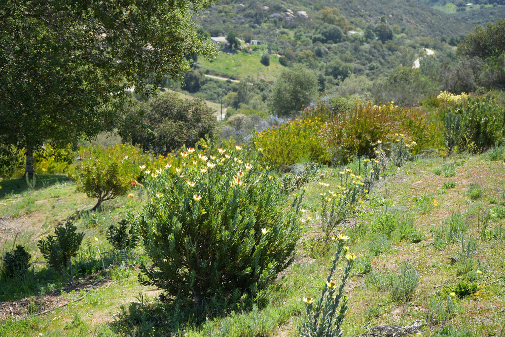 Leucadendron discolor pompom shrub with yellow flowers in a sunny hillside garden