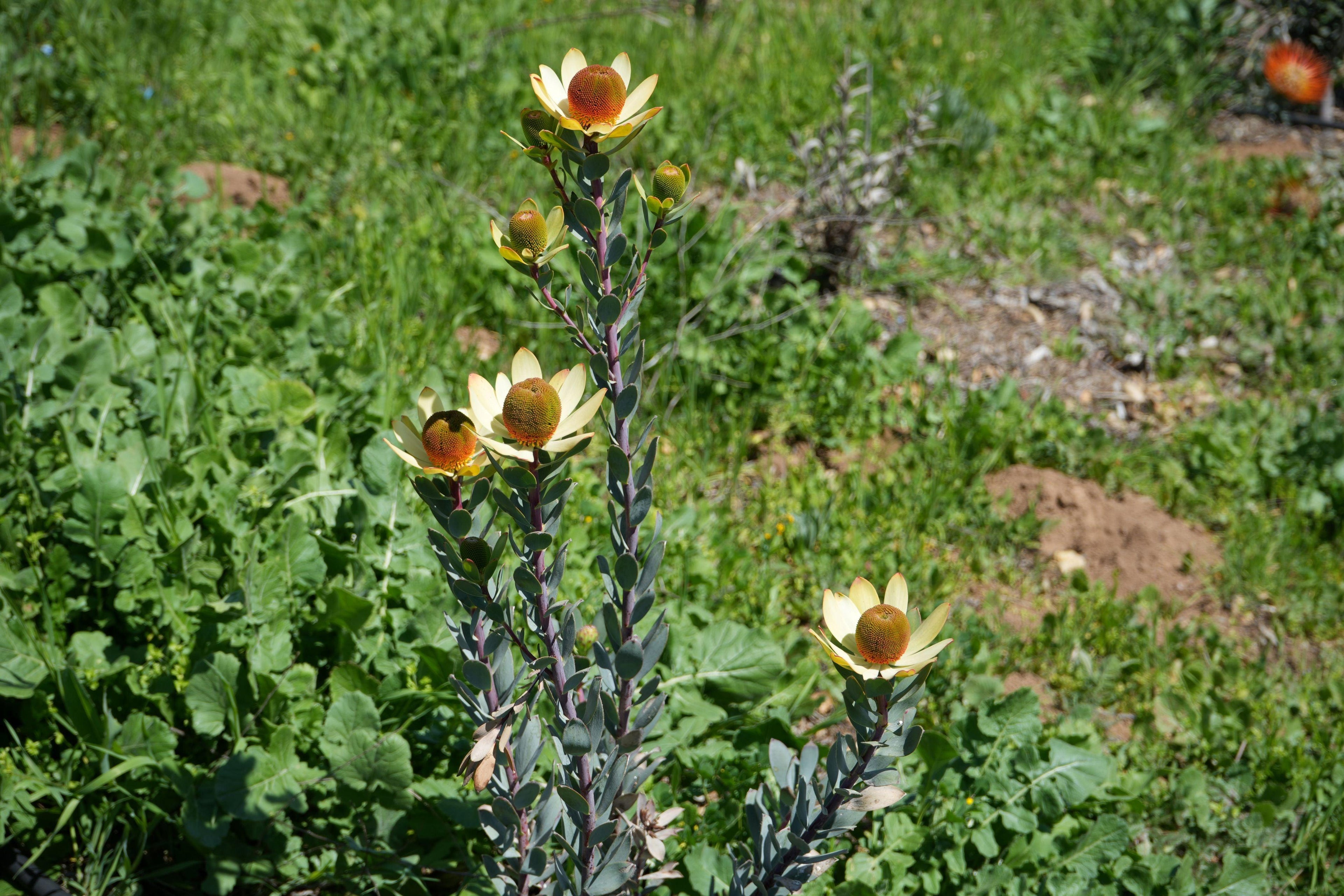 Leucadendron discolor pompom with yellow bracts and reddish centers growing outdoors