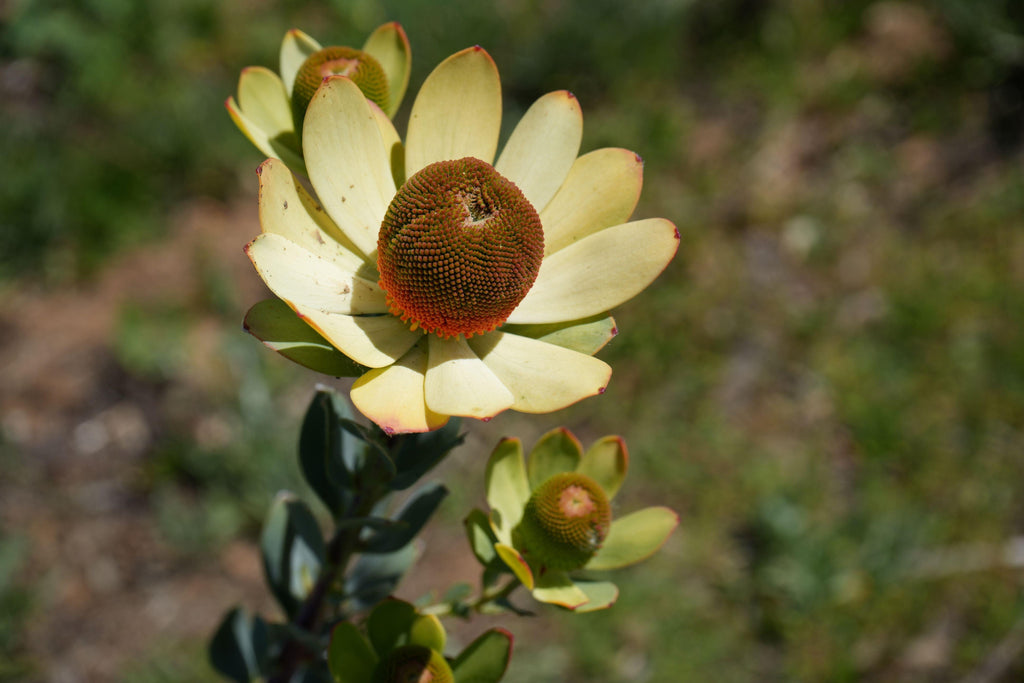 Leucadendron discolor pompom flower with yellow bracts and red center outdoors