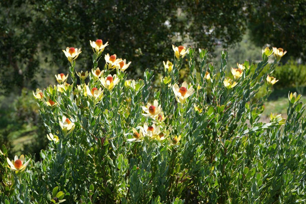 Leucadendron discolor pompom shrub with yellow bracts and red cones in a sunny garden