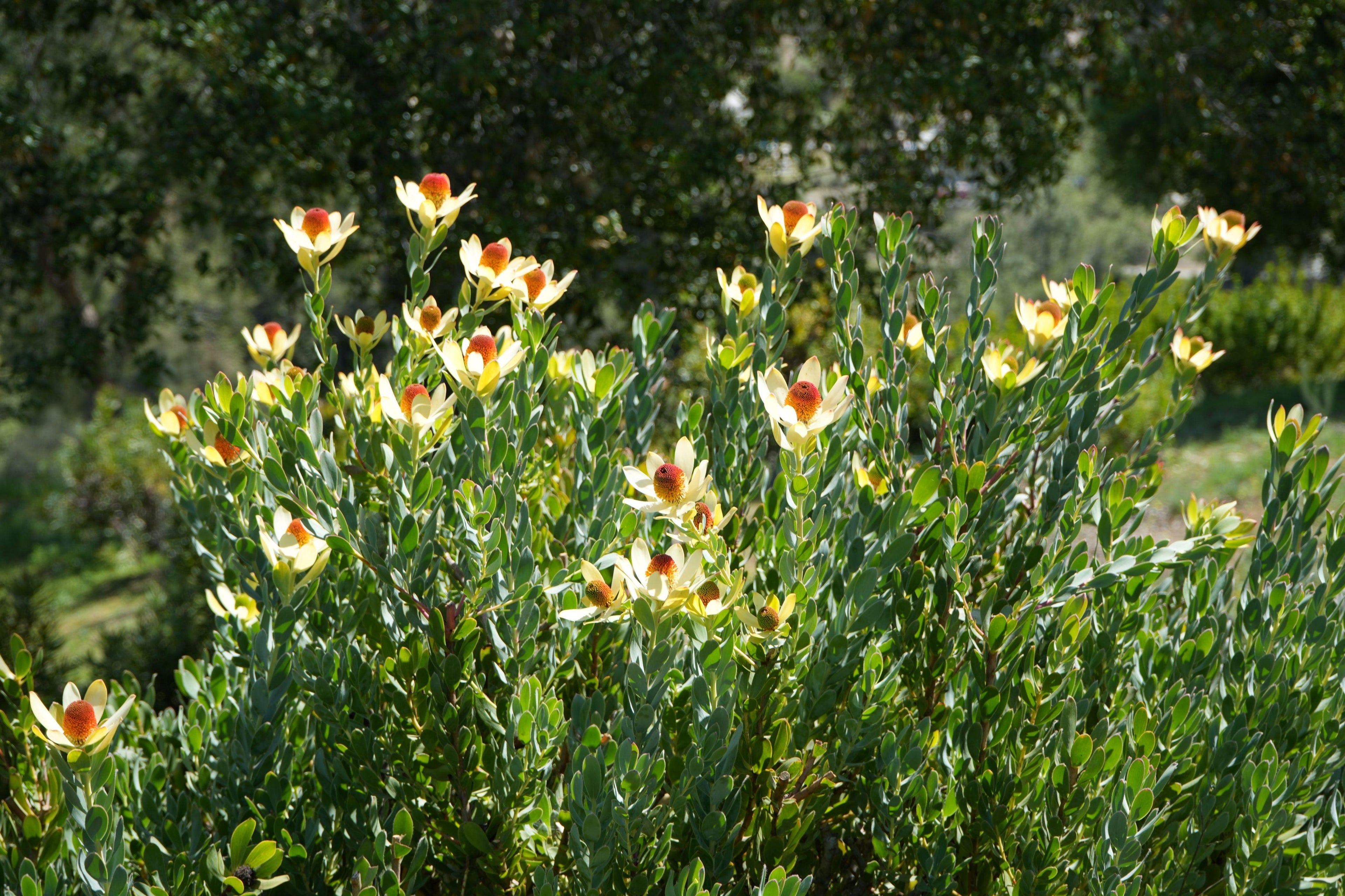 Leucadendron discolor pompom shrub with yellow bracts and red cones in a sunny garden