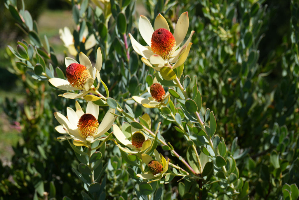 Leucadendron discolor plant with yellow bracts and red cone-shaped flowers outdoors