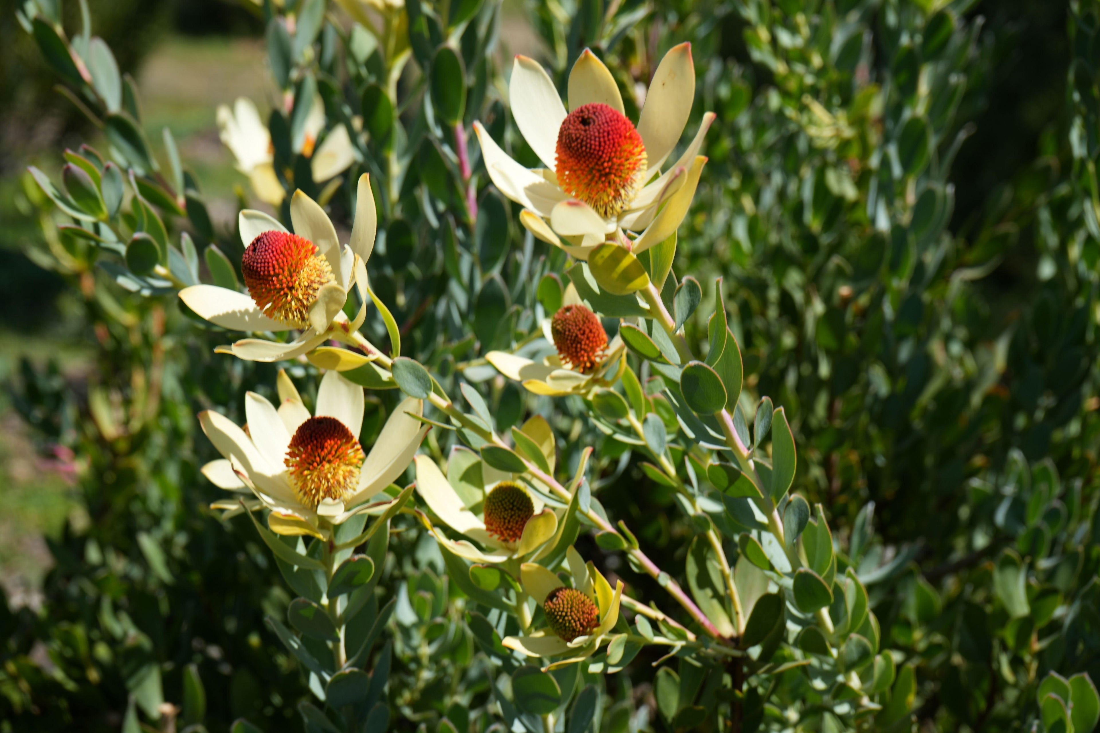 Leucadendron discolor plant with yellow bracts and red cone-shaped flowers outdoors