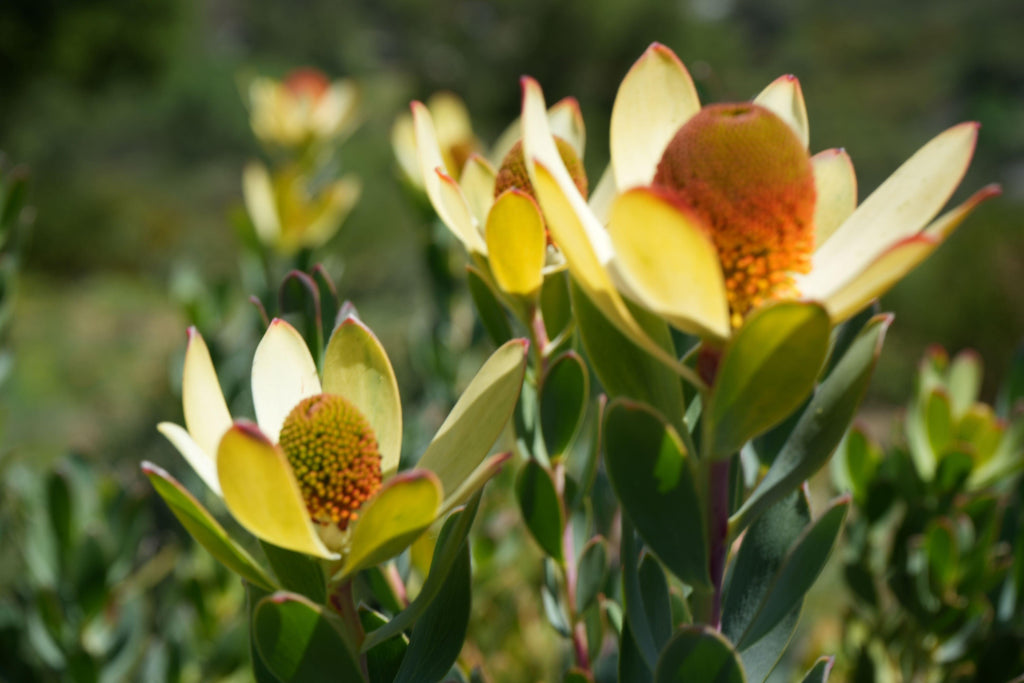 Leucadendron discolor pompom plant with yellow petals and red center in outdoor garden
