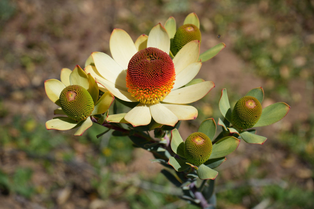 Leucadendron discolor pompom plant with pale yellow-green petals and red cone center outdoors