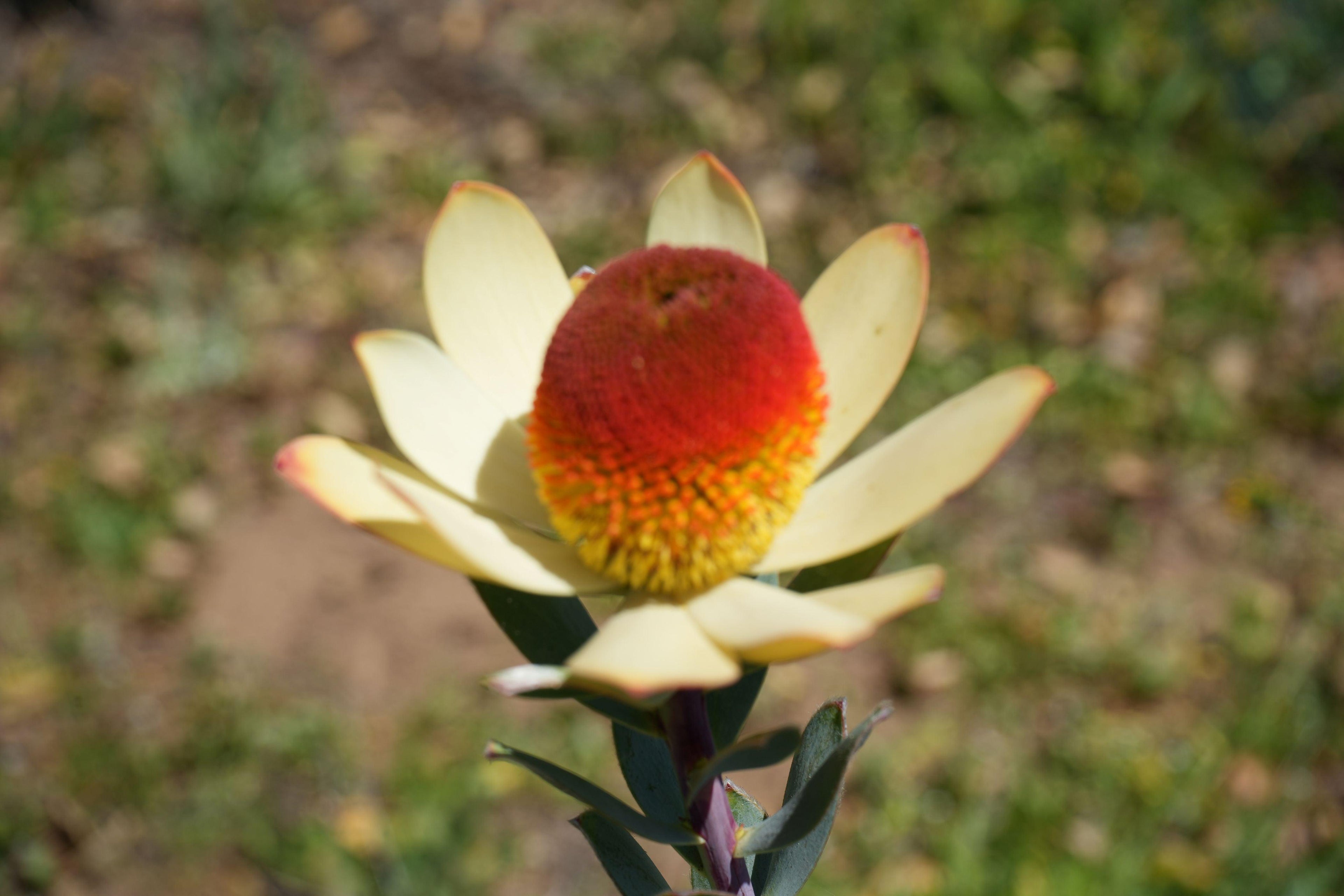 Leucadendron discolor pompom flower with creamy yellow petals and red-yellow center outdoors