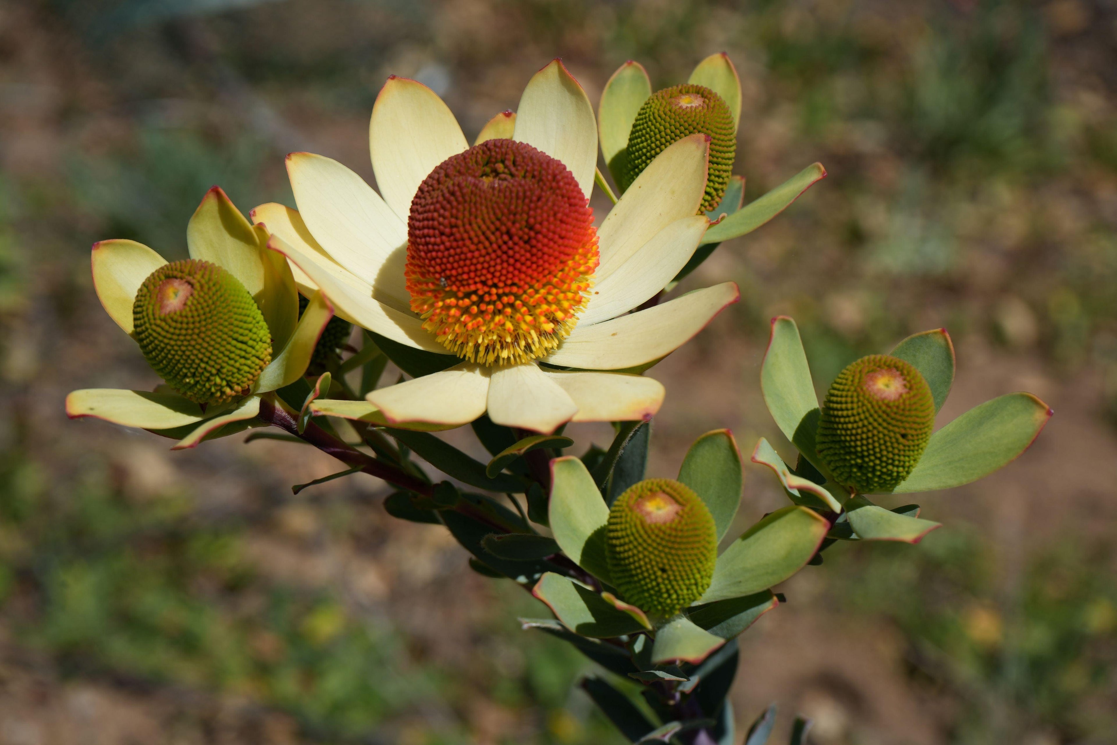 Close-up of Leucadendron discolor pompom flower with pale petals and vibrant red-yellow center