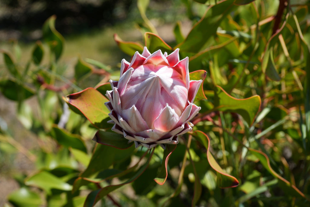 Pink King Protea flower bud with spiky petals and green leaves outdoors