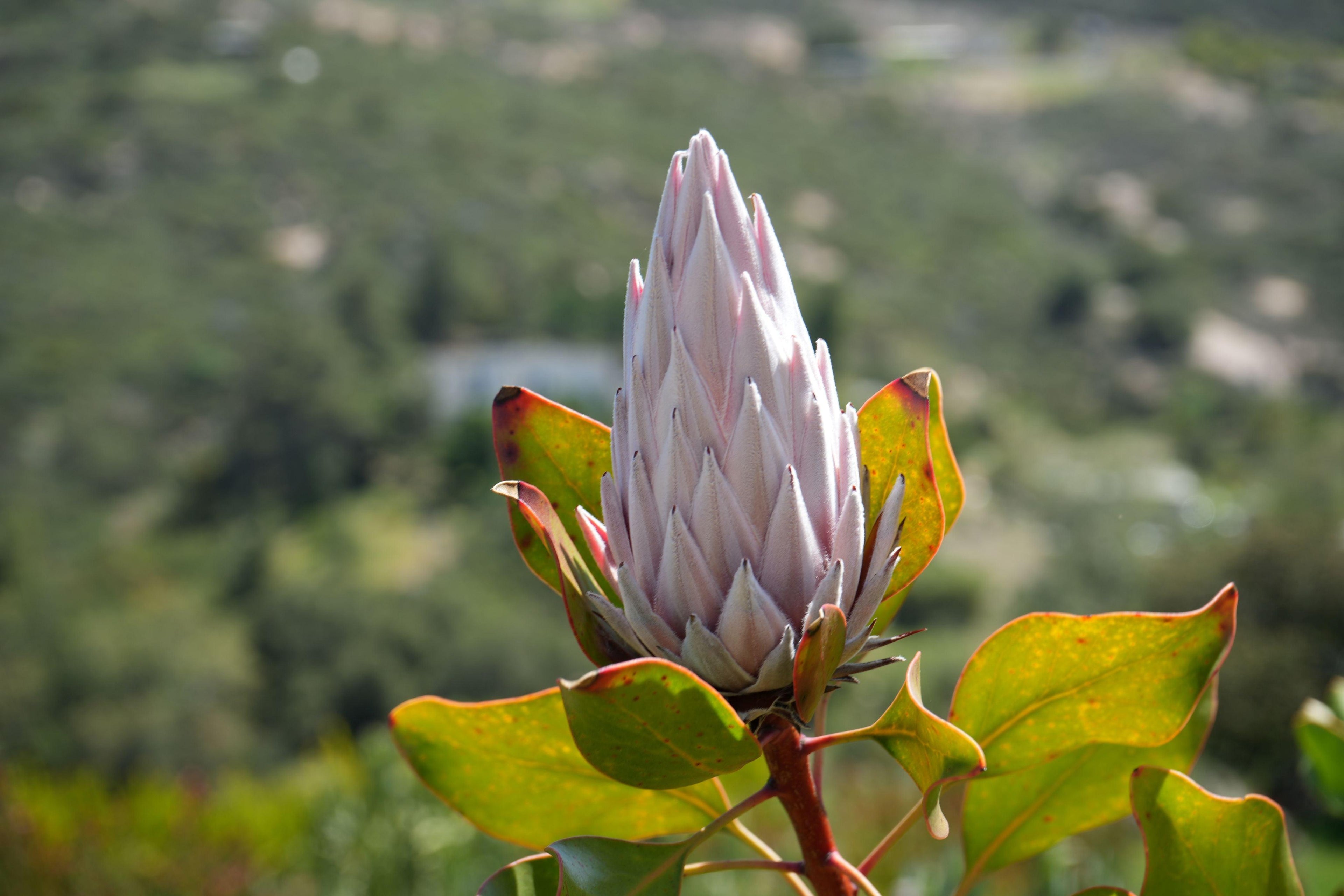 Pink King Protea flower bud with green leaves outdoors