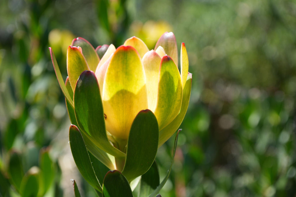 Leucadendron flower with yellow bracts and green leaves in sunlight, close-up outdoors