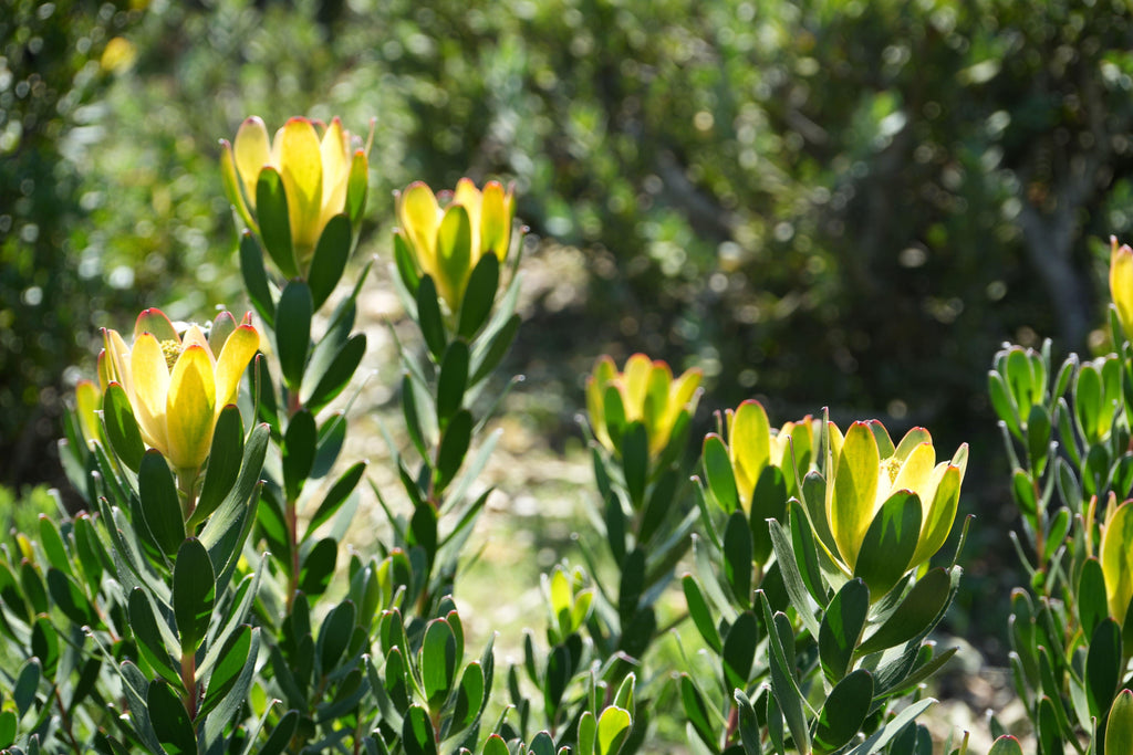 Leucadendron plants with yellow-tipped foliage and green leaves in outdoor sunlight