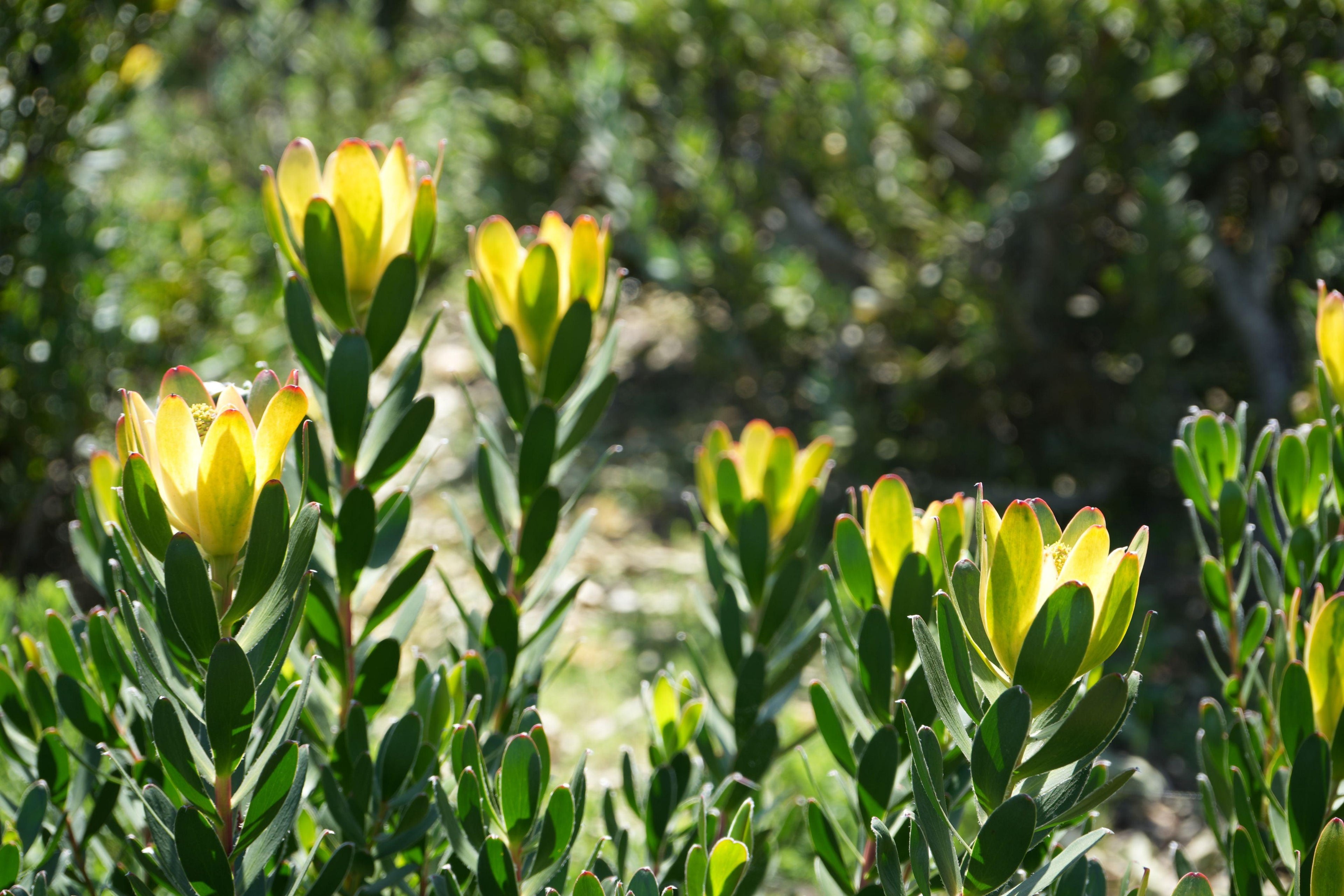 Leucadendron plants with yellow-tipped foliage and green leaves in outdoor sunlight