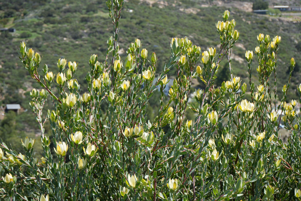 Leucadendron Goldstrike plant with yellow bracts and green foliage in a sunny landscape