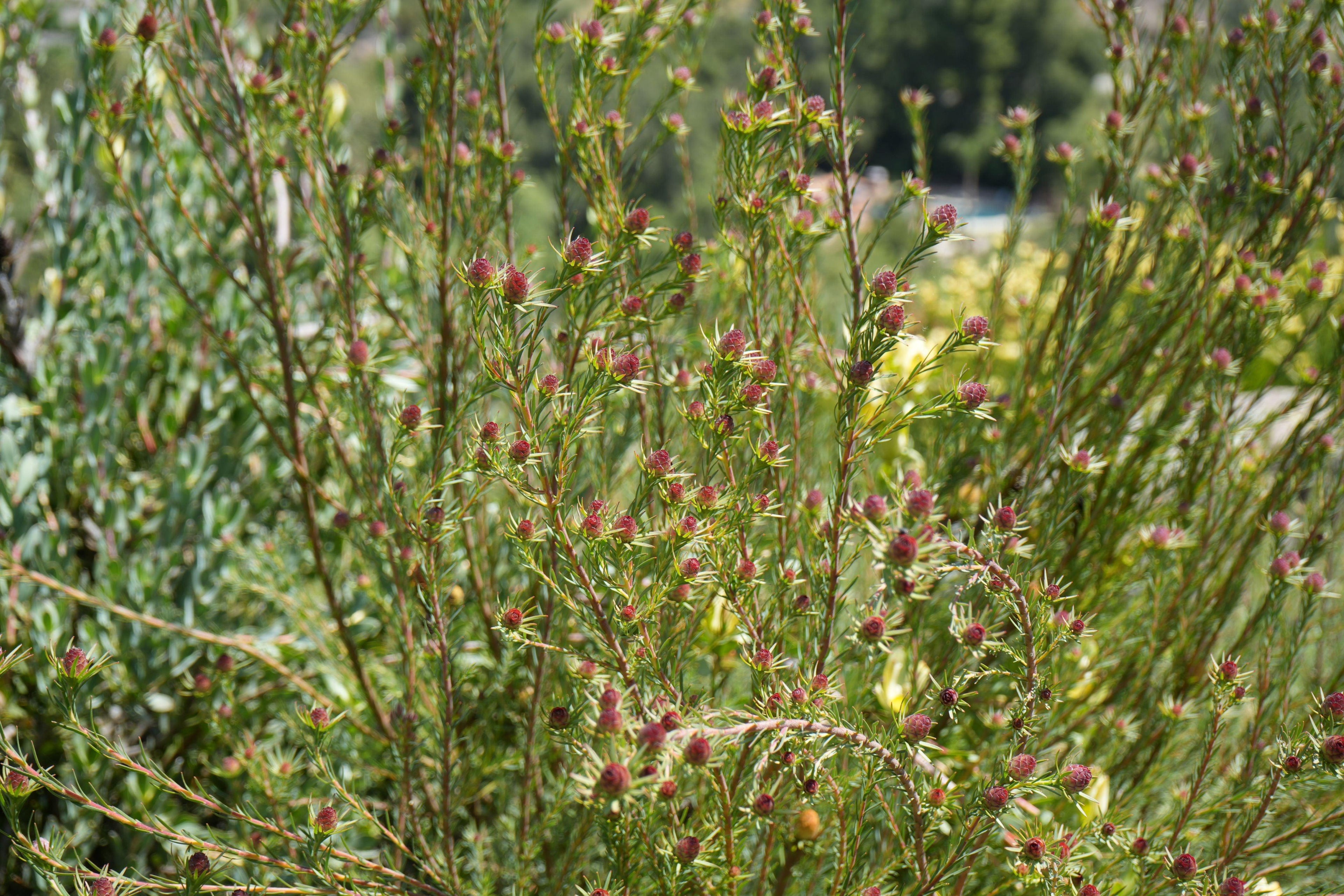 Leucadendron Jubilee Crown plant with green foliage and red cone-shaped buds outdoors