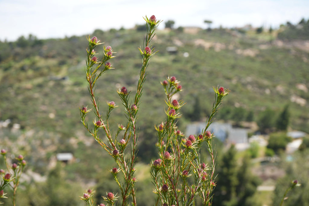 Leucadendron Jubilee Crown plant with pink cone-shaped buds in a sunny hillside garden